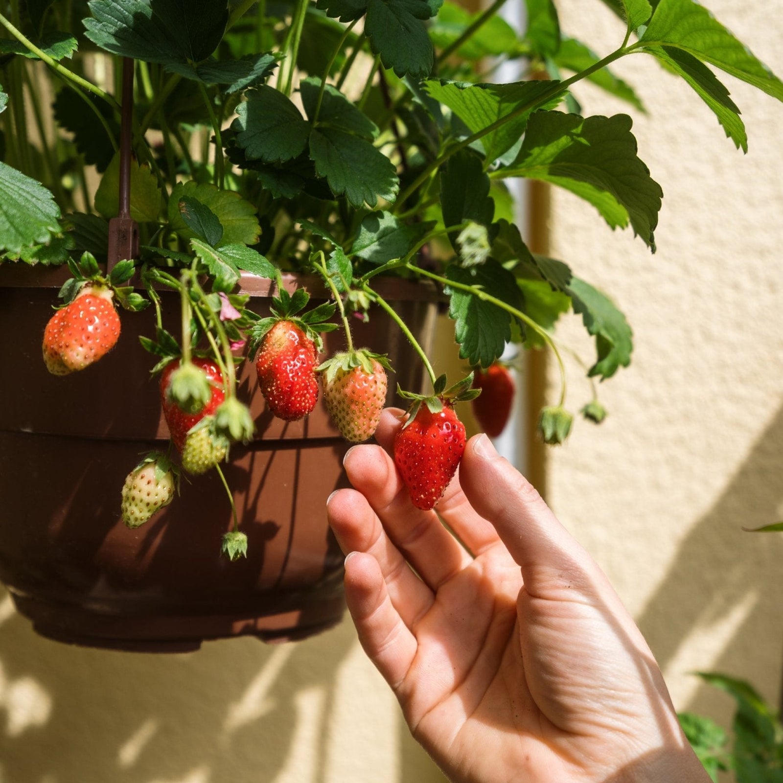 Strawberry 'Alpine' - Ladybird Nursery