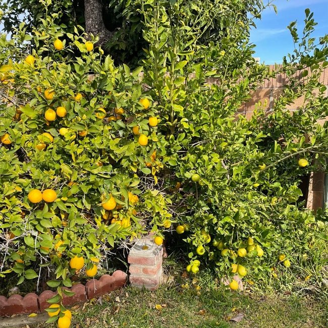 Lemon Fino - Ladybird Nursery