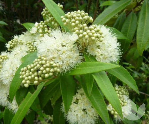 Lemon Myrtle (Backhousia citriodora) Large