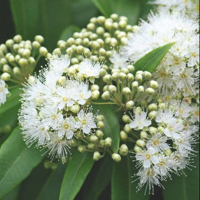 Lemon Myrtle (Backhousia citriodora) Large - Ladybird Nursery