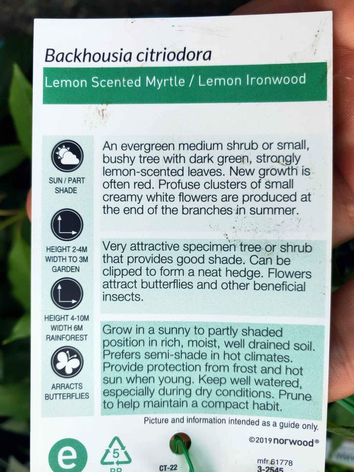 Lemon Myrtle (Backhousia)