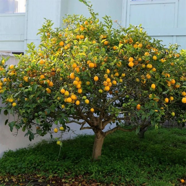 Lemon Villa Franca (QLD Only) - Ladybird Nursery