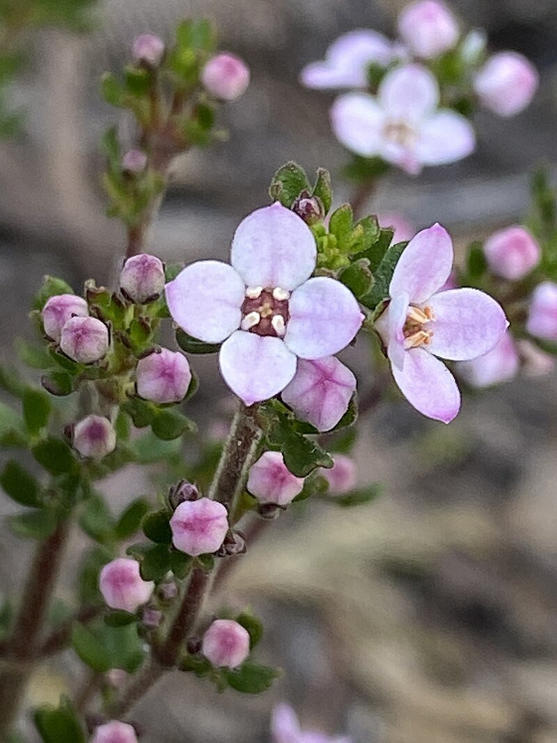 Lemon - scented Zieria (Zieria citriodora) - Ladybird Nursery