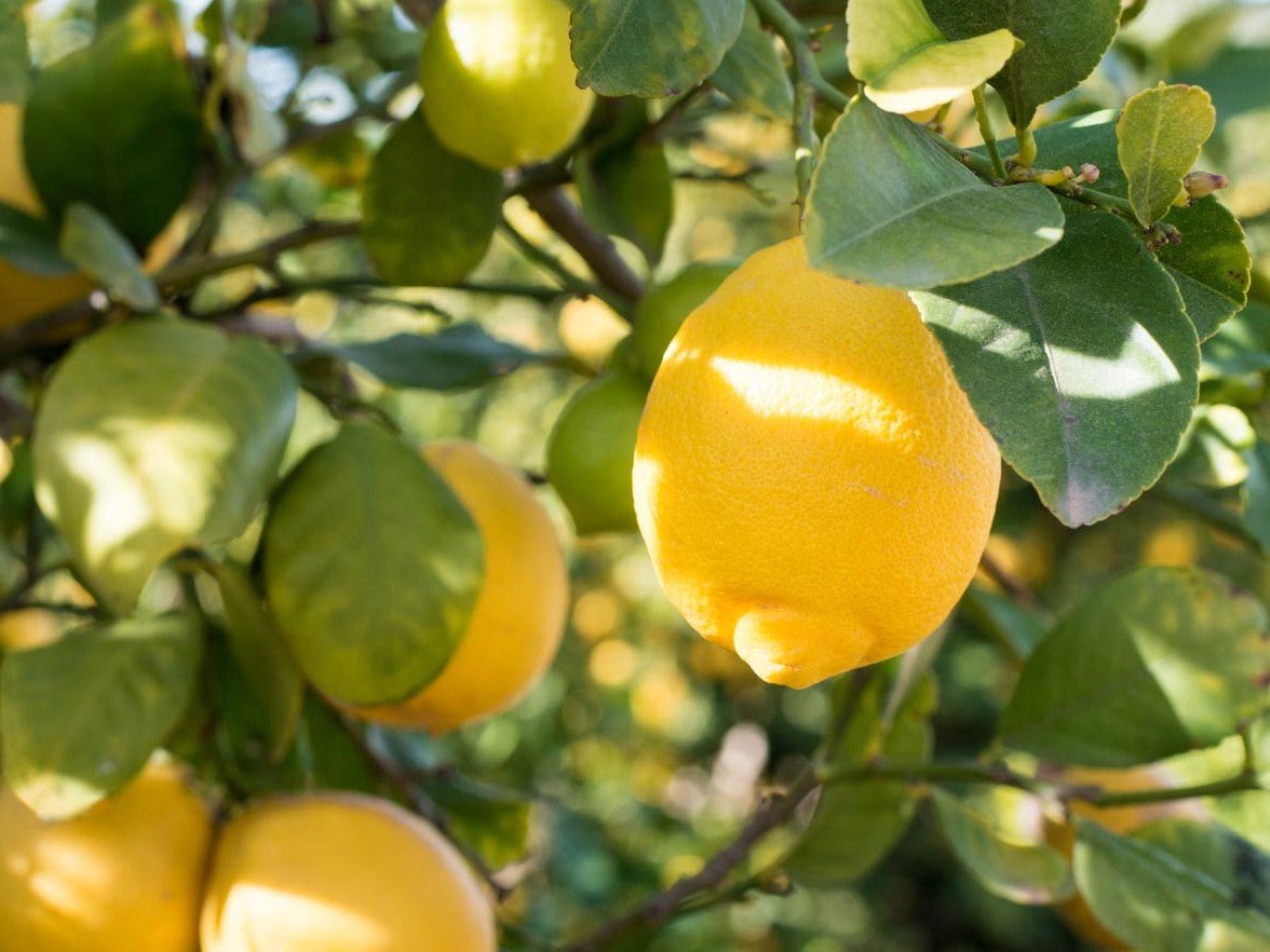 Lemon 'Lemonicious' - Ladybird Nursery
