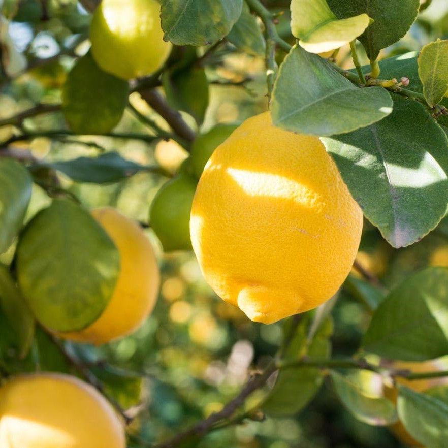 Lemon 'Lemonicious' - Ladybird Nursery