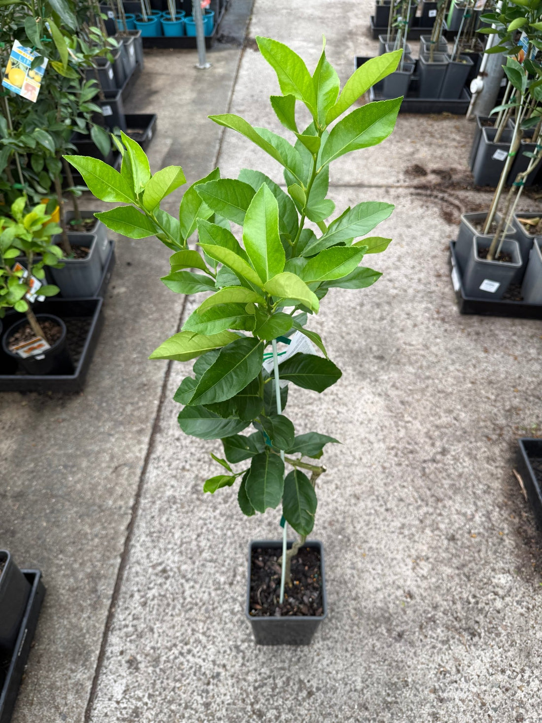 Dwarf Lemon Eureka (QLD Only) - Ladybird Nursery