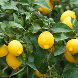 Dwarf Lemonade (QLD Only) - Ladybird Nursery