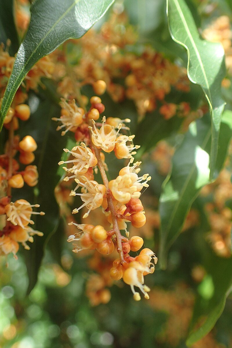 Lepiderema (Lepiderema pulchella) - Ladybird Nursery