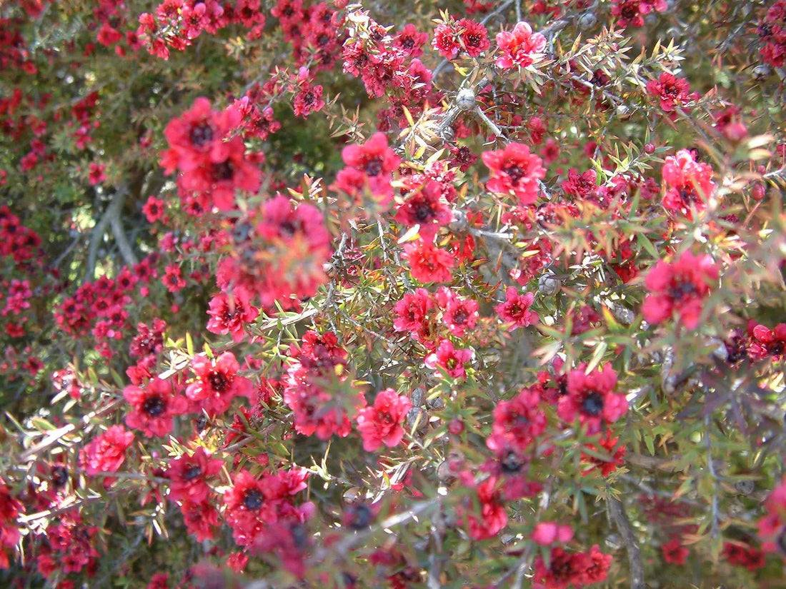 Leptospermum Burgundy Queen (Leptospermum scoparium) - Ladybird Nursery