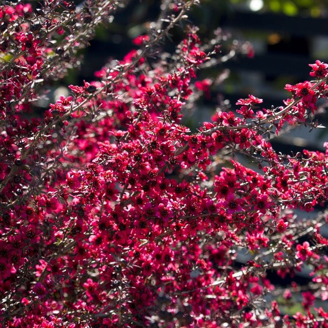 Leptospermum Burgundy Queen (Leptospermum scoparium) - Ladybird Nursery