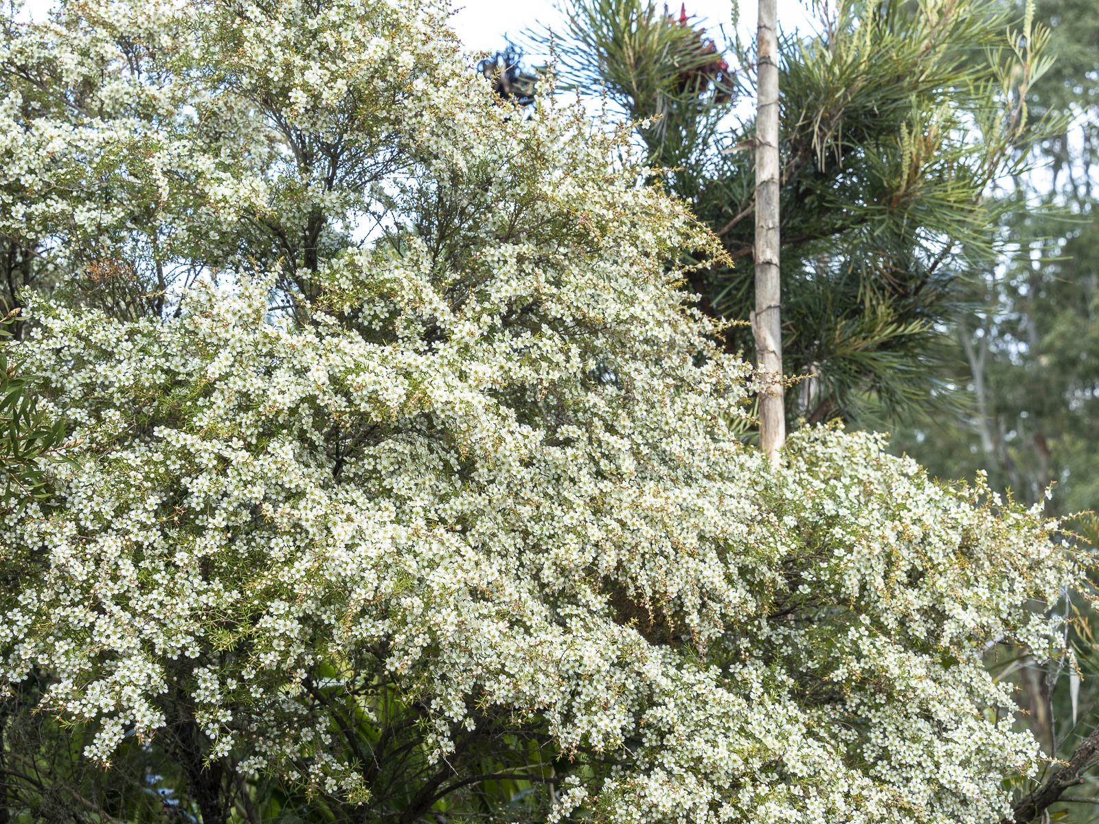 Leptospermum Cardwell (Leptospermum flavescens) - Ladybird Nursery