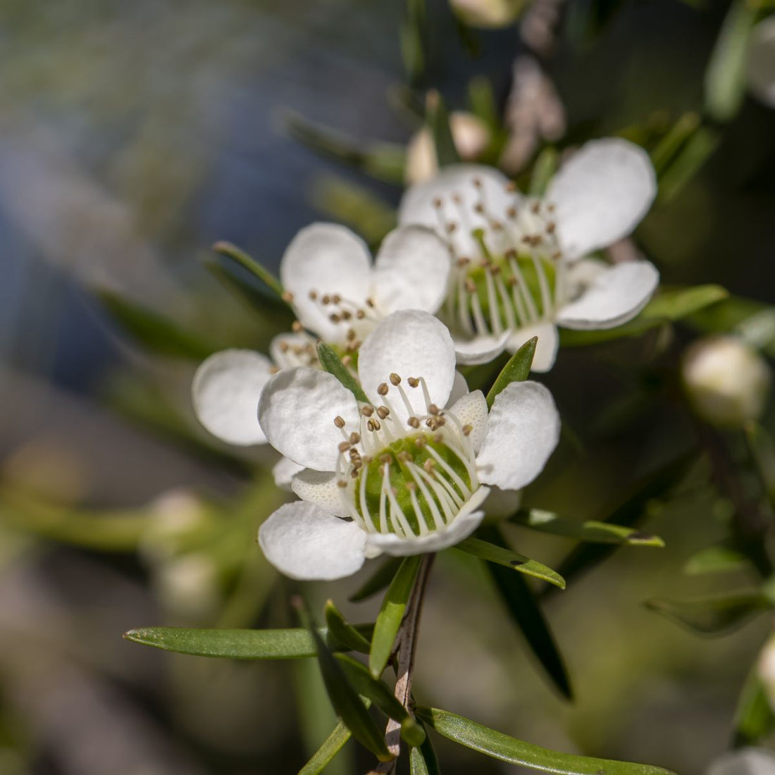 Leptospermum Cardwell (Leptospermum flavescens) - Ladybird Nursery