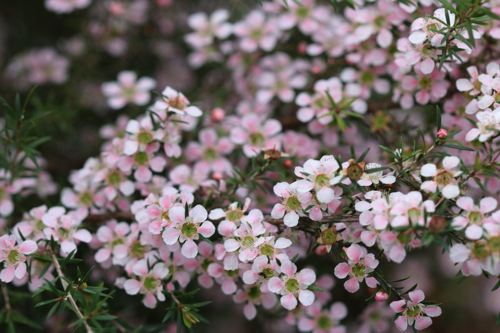 Leptospermum Cardwell Pink (Leptospermum flavescens) - Ladybird Nursery