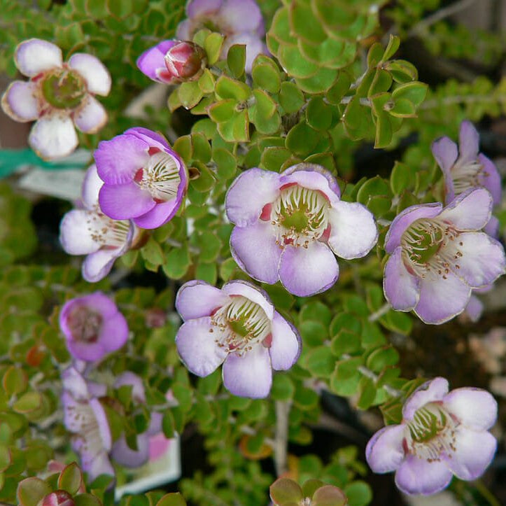 Leptospermum Lavender Queen (Leptospermum rotundifolium) - Ladybird Nursery