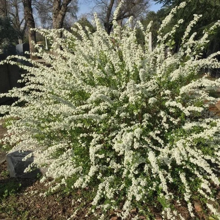 Leptospermum Lemon Frost - Ladybird Nursery