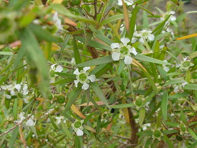 Leptospermum (Leptospermum petersonii) - Ladybird Nursery