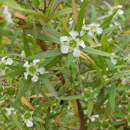 Leptospermum (Leptospermum petersonii) - Ladybird Nursery