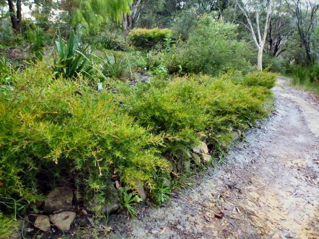 Leptospermum LittleLemon Scents - Ladybird Nursery