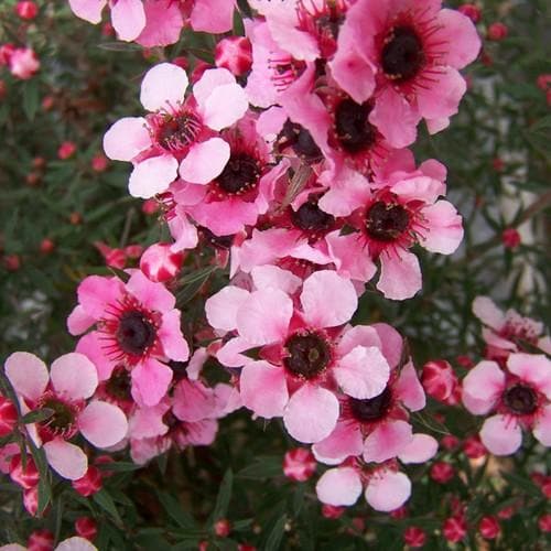 Leptospermum Martin - Ladybird Nursery