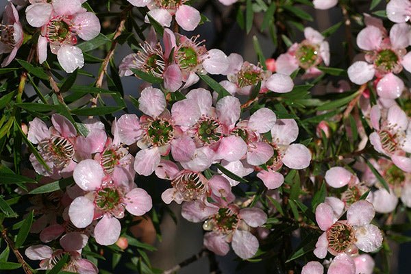 Leptospermum Pink Cascade - Ladybird Nursery