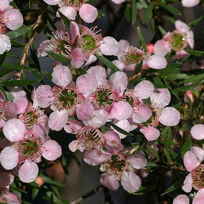 Leptospermum Pink Cascade - Ladybird Nursery