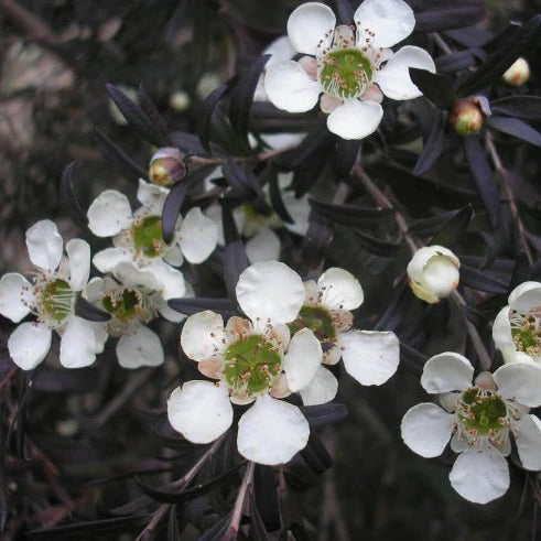Leptospermum Starry Night (Leptospermum obovatum) - Ladybird Nursery