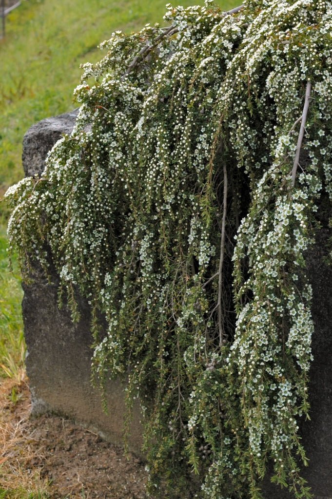 Leptospermum Vertical Drop - Ladybird Nursery