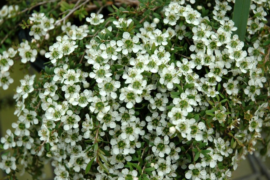 Leptospermum Vertical Drop - Ladybird Nursery