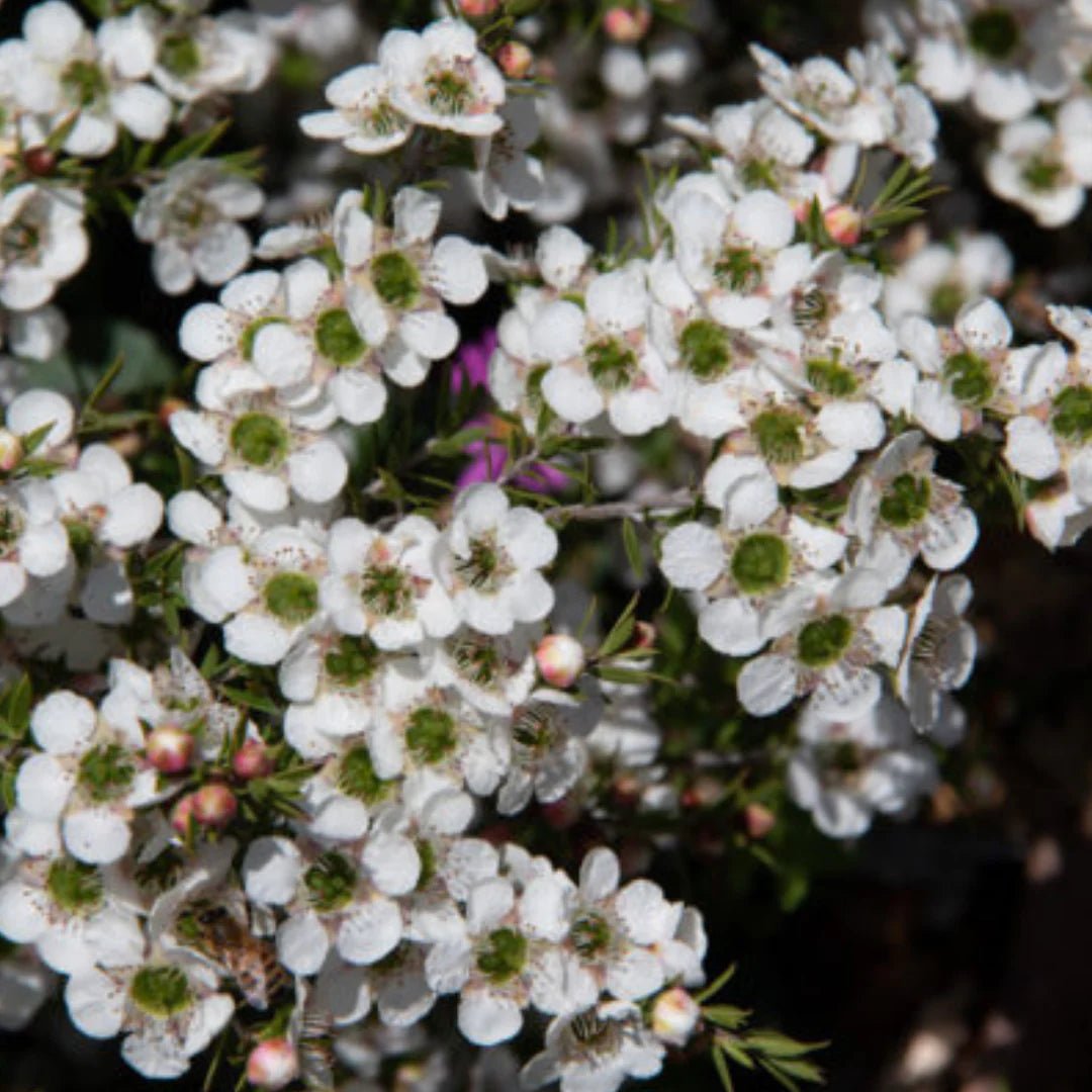Leptospermum White Wave - Ladybird Nursery