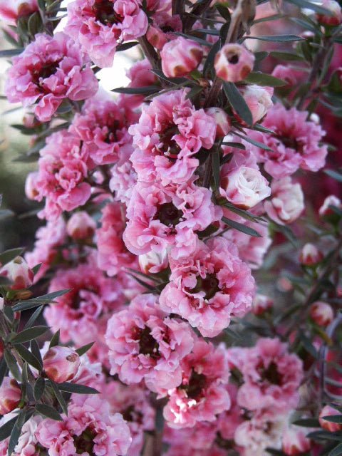 Leptospermum Wiri Adriene - Ladybird Nursery