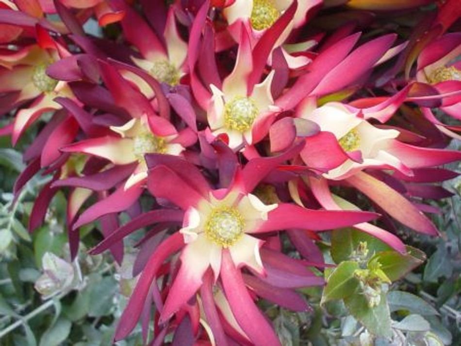 Leucadendron Amethyst (Leucadendron salignum) - Ladybird Nursery
