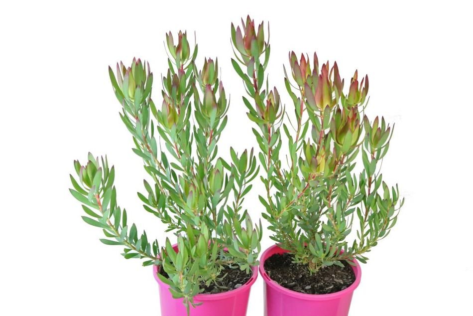 Leucadendron Amethyst (Leucadendron salignum) - Ladybird Nursery