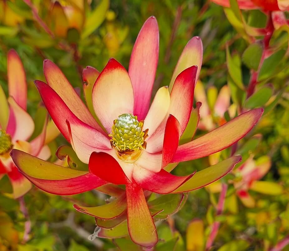 Leucadendron Amy (Leucadendron salignum) - Ladybird Nursery