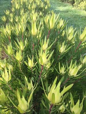 Leucadendron Gold Mitre - Ladybird Nursery