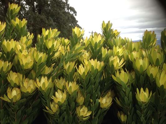 Leucadendron GoldStrike - Ladybird Nursery