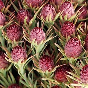 Leucadendron Jubilee Crown - Ladybird Nursery
