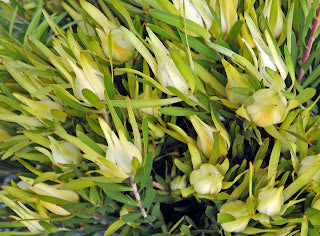 Leucadendron Moon Glow (Leucadendron salignum) 200mm pot