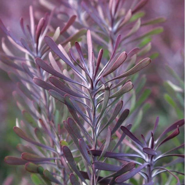 Leucadendron Purple Haze (Leucadendron galpinii) - Ladybird Nursery