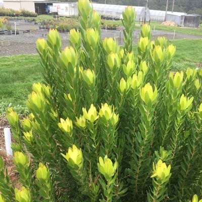Leucadendron Safari Gold Strike - Ladybird Nursery