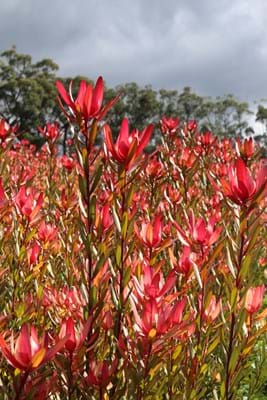 Leucadendron 'Safari Sunset' - Ladybird Nursery