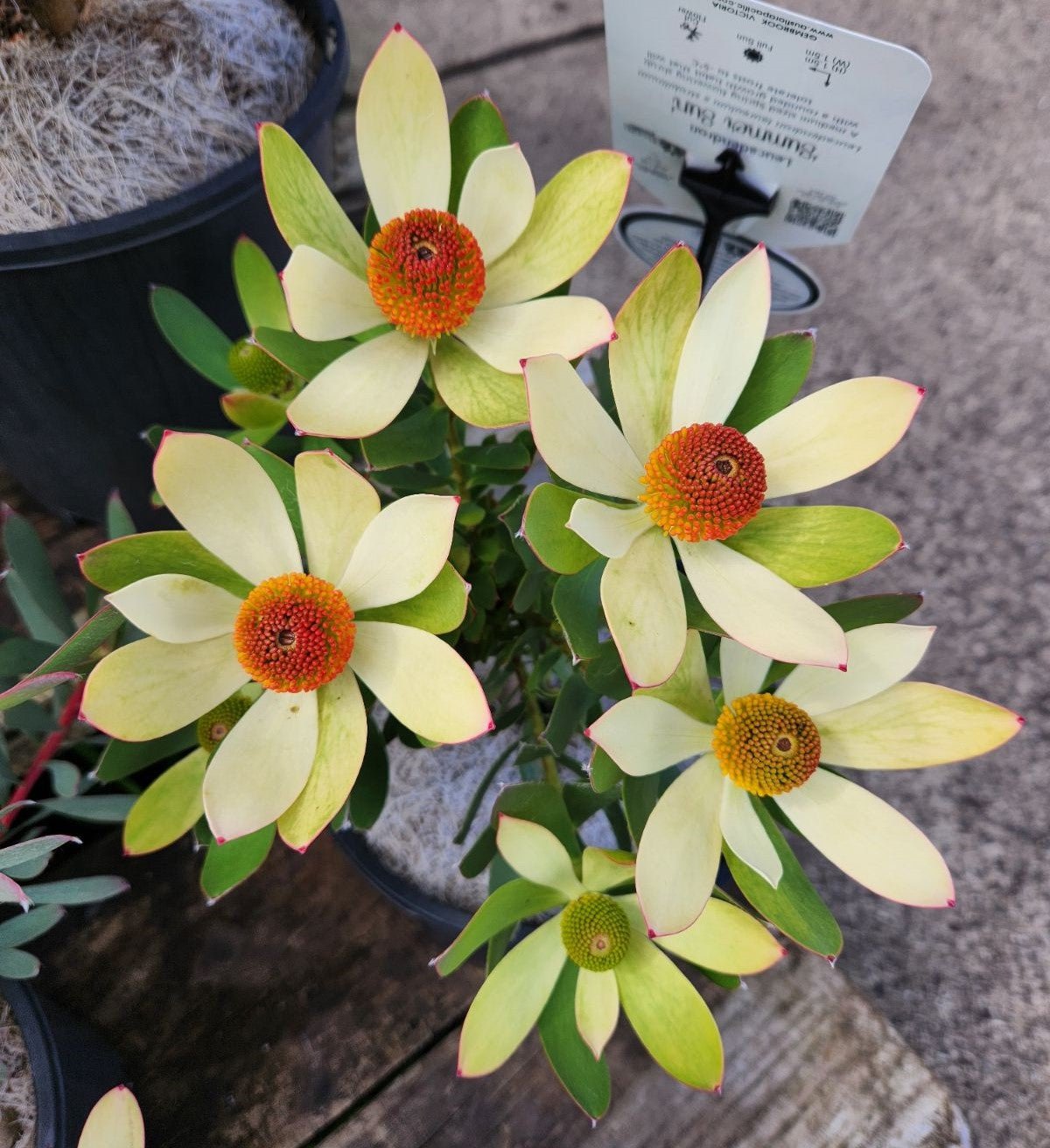 Leucadendron Summer Sun - Ladybird Nursery