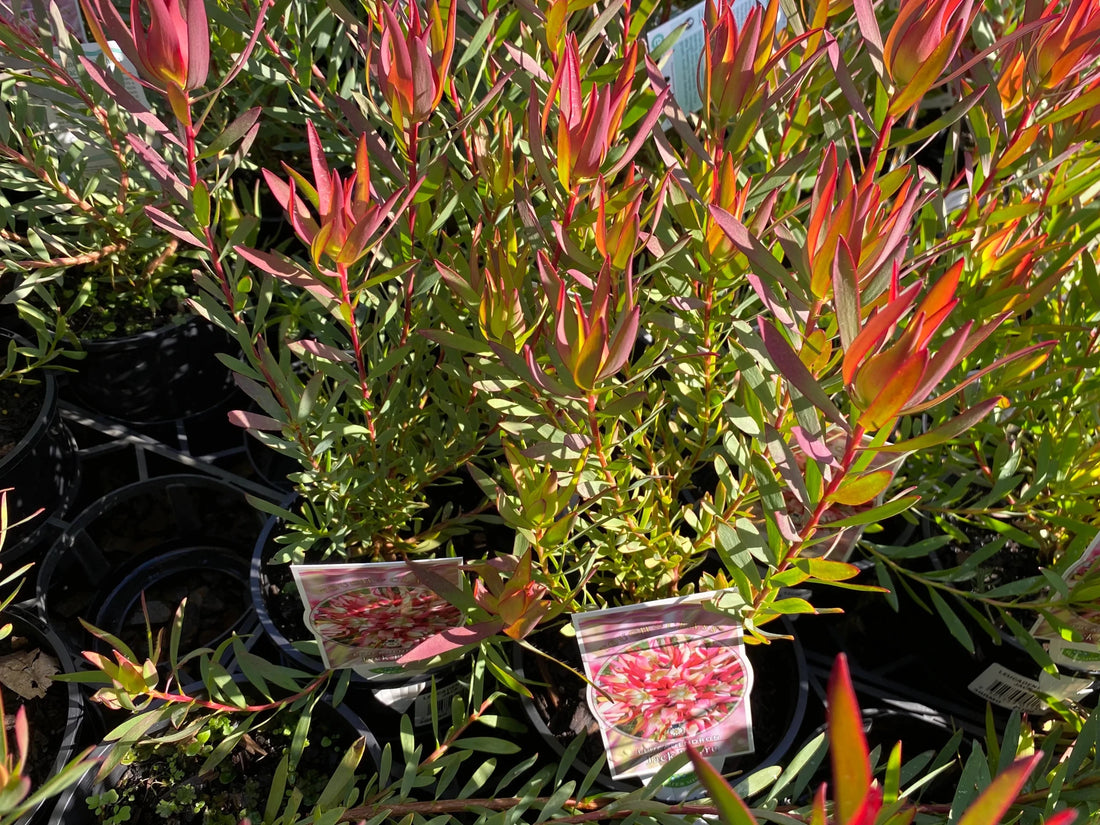 Leucadendron ‘Jack Harre’ - Ladybird Nursery