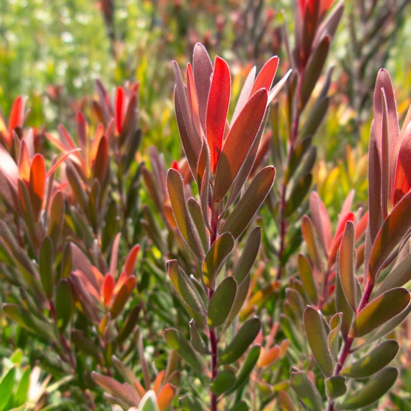 Leucadendron ‘Red Gem’ - Ladybird Nursery
