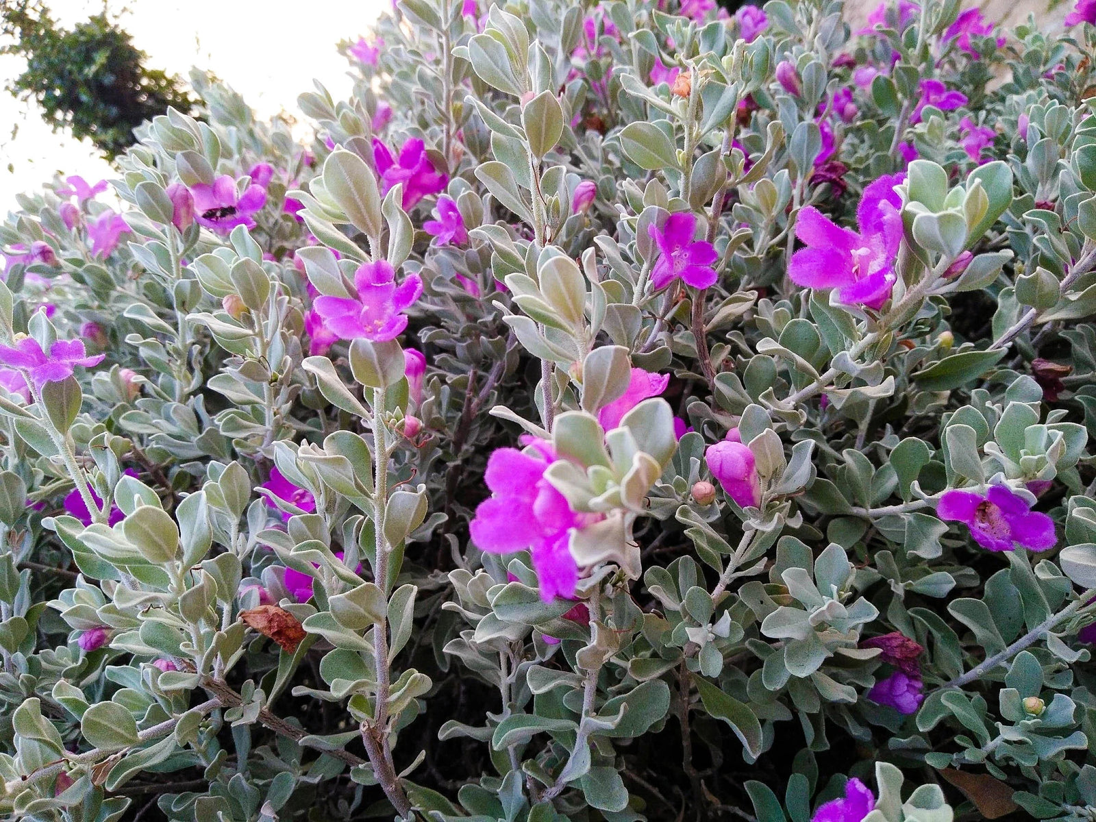 Leucophyllum Lavender Lights (Leucophyllum frutescens) - Ladybird Nursery
