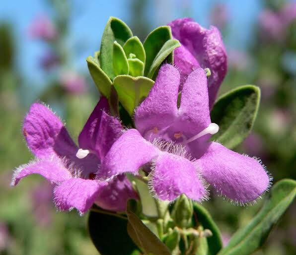 Leucophyllum Lavender Lights (Leucophyllum frutescens) - Ladybird Nursery