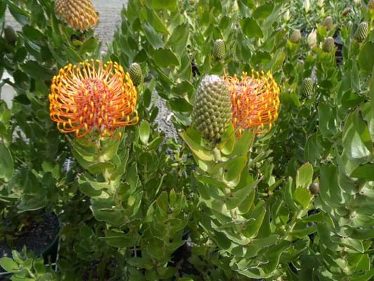 Leucospermum Tiara (Leucospermum patersonii) - Ladybird Nursery