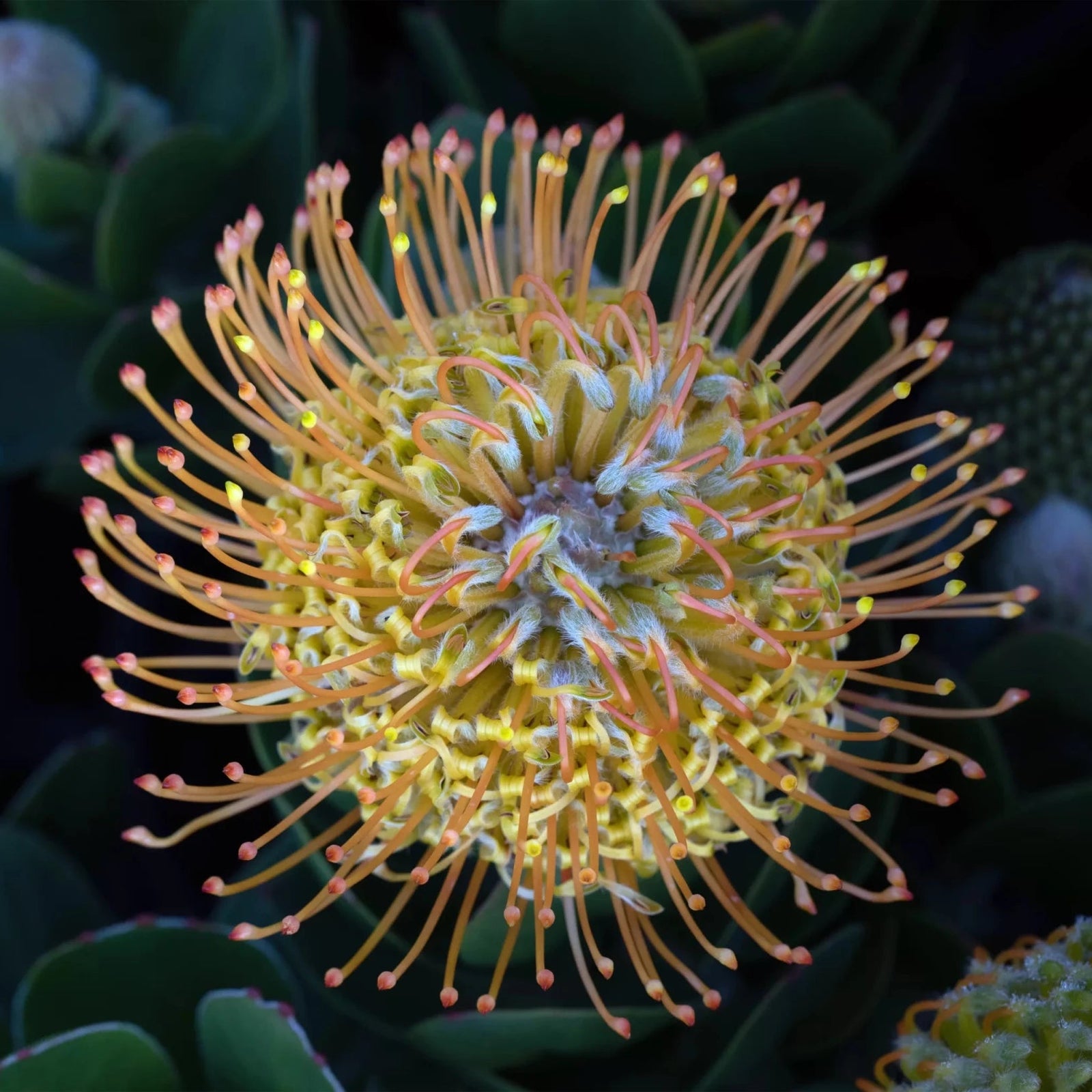 Leucospermum 'Carnival Copper' - Ladybird Nursery