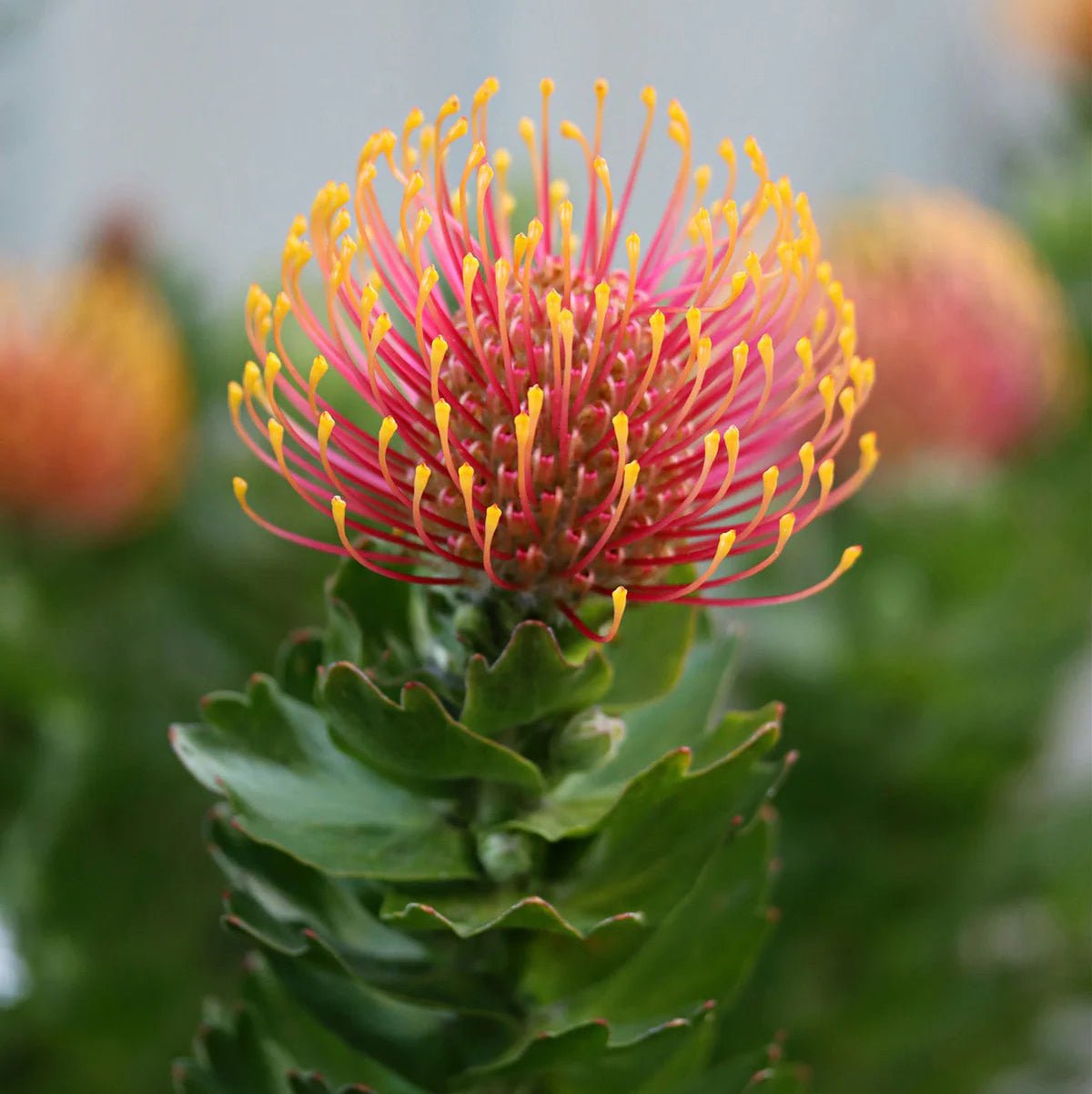 Leucospermum ‘Carnival Coast’ - Ladybird Nursery