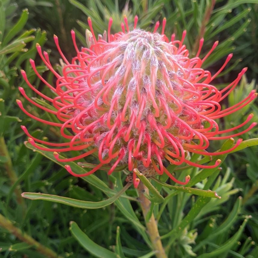 Leucospermum ‘Carnival Flame’ - Ladybird Nursery