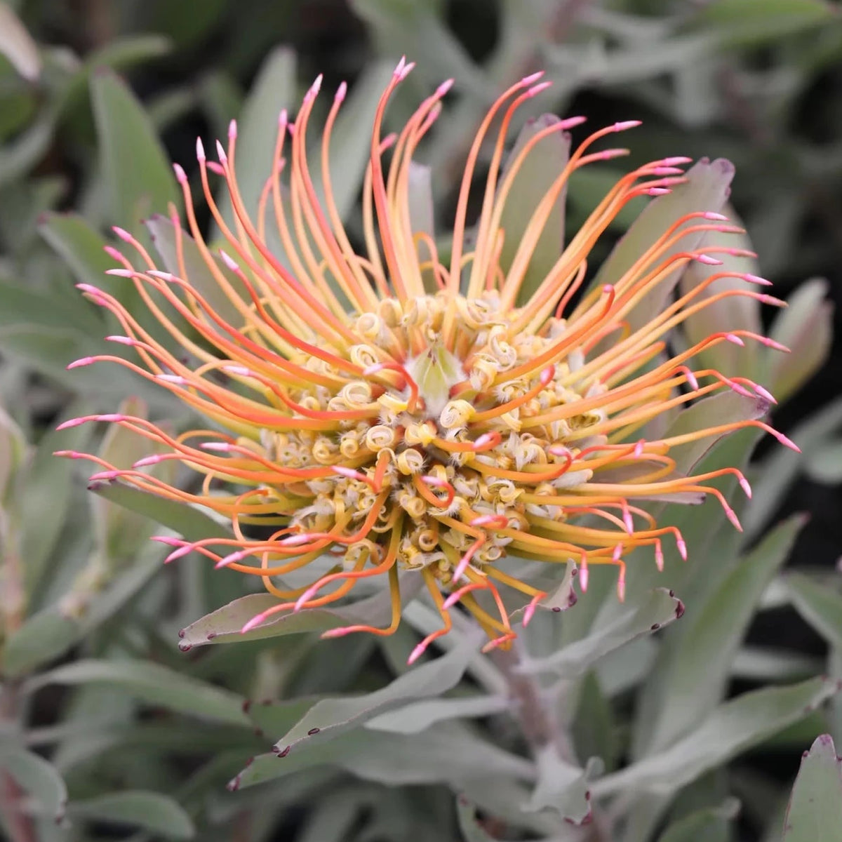 Leucospermum 'Catherinae' - Ladybird Nursery